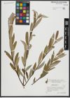 Foto von Salix alba L.